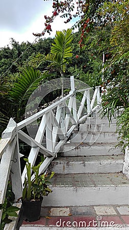 Stairs in an exotic forest Editorial Stock Photo