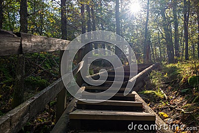 Stairs to forest Stock Photo