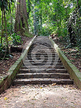 Stairs in the Woods Stock Photo