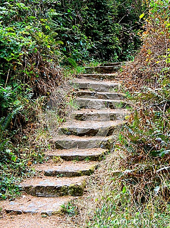 Stairs through the woods Stock Photo