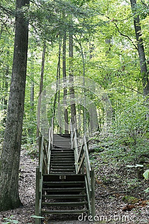 Stairway in the Forest Stock Photo