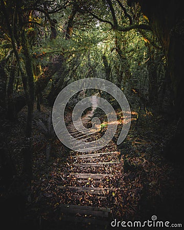 Stairway on Mount Taranaki, Egmont National Park, New Zealand Stock Photo