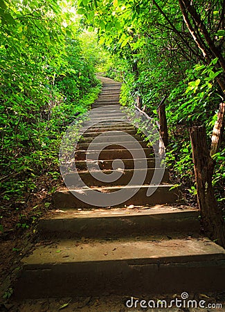 Stairway to forest Stock Photo