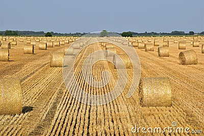 Stalk bale on the field. Stock Photo