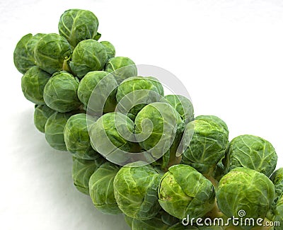 Stalk of brussels sprouts Stock Photo