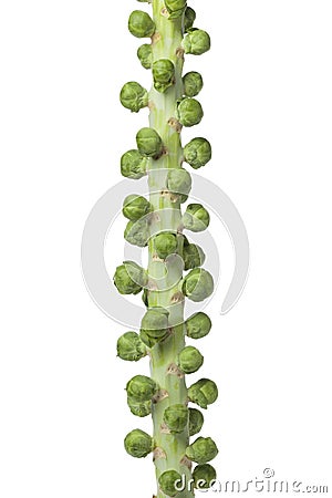 Stalk with fresh Brussels sprouts Stock Photo