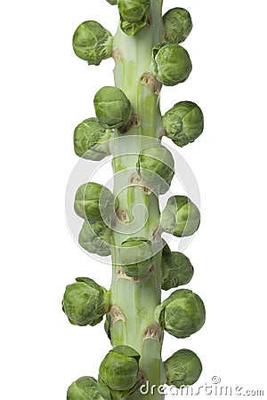 Stalk with fresh Brussels sprouts Stock Photo