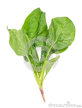 stalk of fresh green spinach herb cutout on white Stock Photo