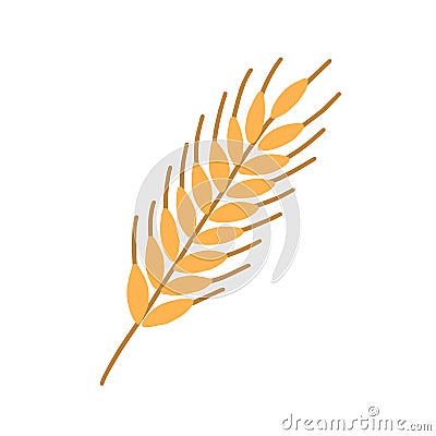 Stalk of rye ear or spikelet with seeds, grains and spikes isolated on white background. Colored flat vector Vector Illustration