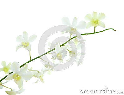 Stalk of white dendrobium orchid Stock Photo