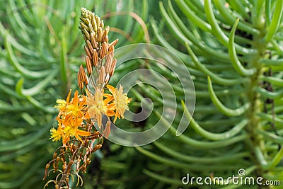 Stalked Bulbine, Orange Bulbine Bulbine frutescens, Bulbine caulescens, Anthericum frutescens, inflorescence, California Stock Photo