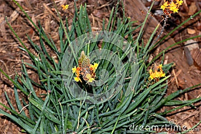 Stalked bulbine, Snake flower, Burn jelly plant, Bulbine frutescens Stock Photo