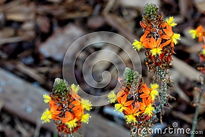 Stalked bulbine, Snake flower, Burn jelly plant, Bulbine frutescens Stock Photo