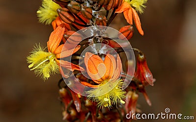 Stalked bulbine, Snake flower, Burn jelly plant, Bulbine frutescens Stock Photo