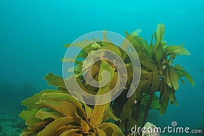 Stalked kelp Stock Photo