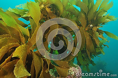 Stalked kelp Stock Photo