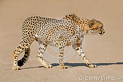 Stalking cheetah - South Africa Stock Photo