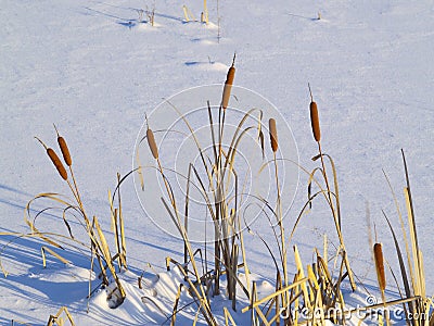 Stalks cattail in snow Stock Photo