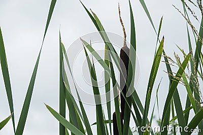 Stalks of cattail very beautiful Stock Photo