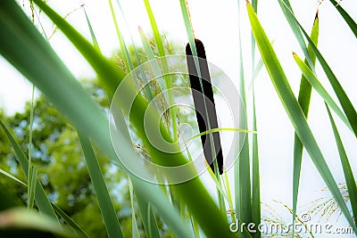 Stalks of cattail very beautiful Stock Photo