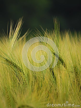 Stalks of grain grown in the FingerLakes of NYS Stock Photo