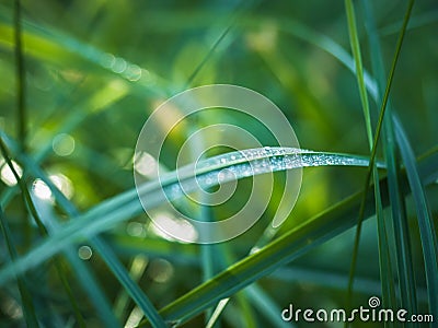 Stalks of green, juicy grass with dew Stock Photo