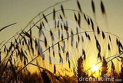 Stalks of oats Stock Photo