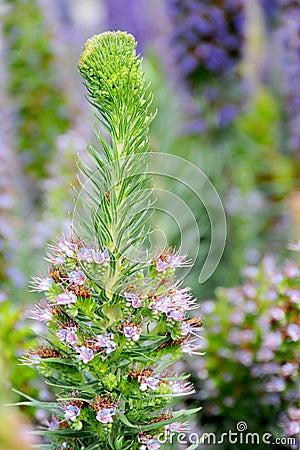 Stalks of Pride of Madeira flower in a large garden of them. Stock Photo