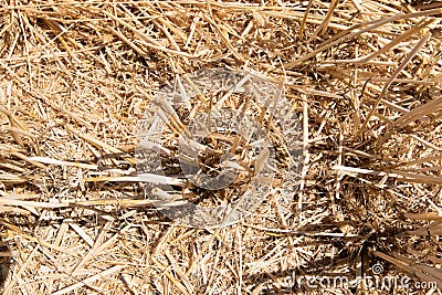 Stalks of straw on a mowed field in close up Stock Photo