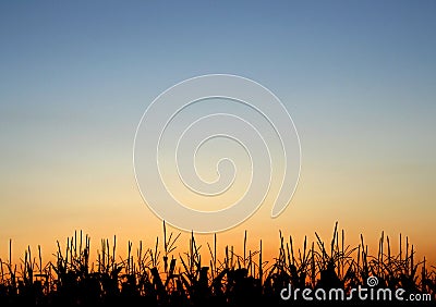 Stalks at Sunset Stock Photo