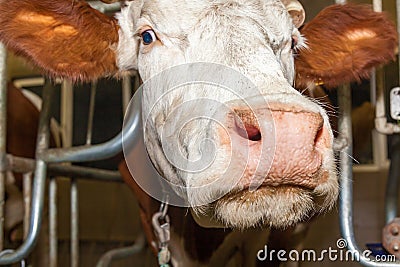 Stall for cows in an eco farm Stock Photo
