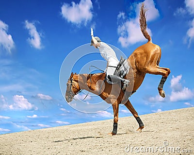 Stallion Stock Photo