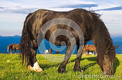 Stallion grazing in the morning meadow Stock Photo