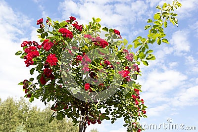 Stam red rose on background of the sky Stock Photo