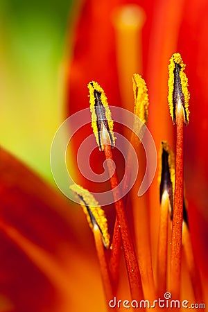 Stamen Stock Photo