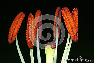 Stamens Stock Photo