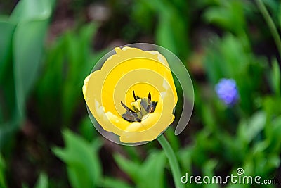 Stamens inside the yellow tulip Stock Photo