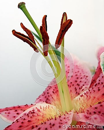 Stamens of a Lily flower Stock Photo