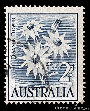 Stamp printed in Australia shows the Flannel Flower Editorial Stock Photo