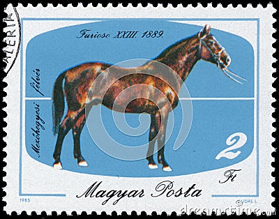 Stamp printed in Hungary shows Horse Editorial Stock Photo