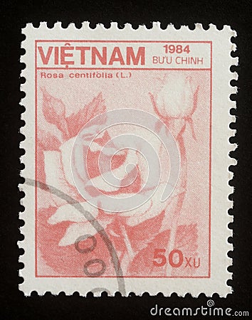 Stamp printed in Vietnam show flower Rose or Rosa centifolia. Series: Fauna and Flora Editorial Stock Photo