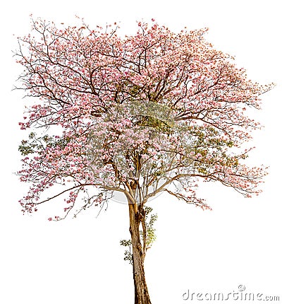 A stand alone of beautiful pind tecoma (pink trumpet) tree on w Stock Photo