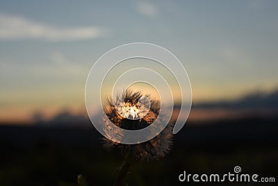 Stand alone dandelion Stock Photo