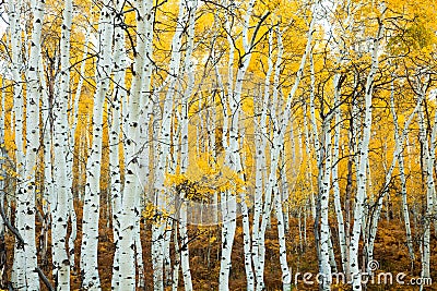 Stand of Aspens Trunks Stock Photo