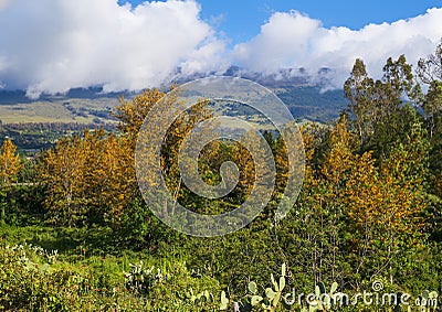 A stand of brilliant gold Silky oak, grevillea robusta, on the island of Maui, Hawaii. Stock Photo