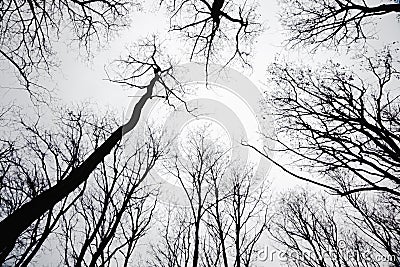 Stand of leafless trees in silhoutte Stock Photo