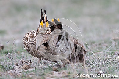 Stand off of two male lesser prairie chickens Stock Photo