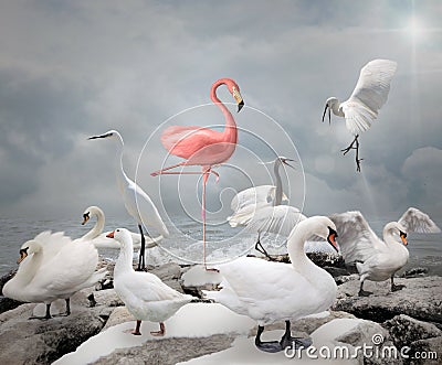 Stand out from a crowd - Flamingo Stock Photo