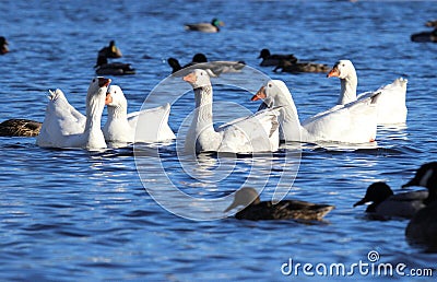 Stand out from the Crowd Stock Photo