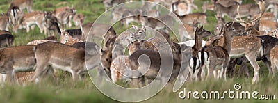 A stand out deer amongst the wild deer herd roaming in the grass Stock Photo